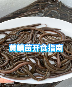 黄鳝多远能闻到蚯蚓味道