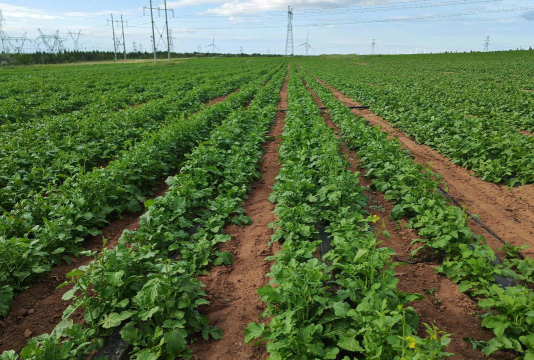 小众送妈妈的花有哪些花