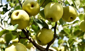 小众送妈妈的花有哪些花