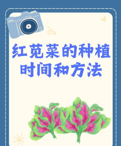 绿苋菜红苋菜怎么种植