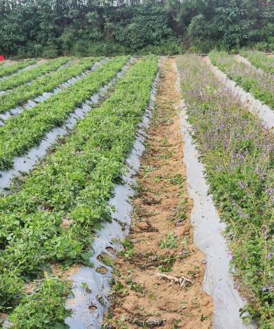 丹参种植前景怎么样