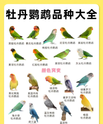 牡丹鹦鹉的品种