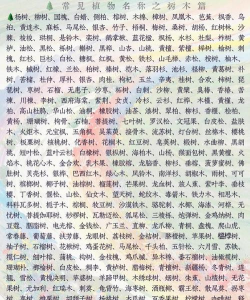 小众送妈妈的花有哪些花