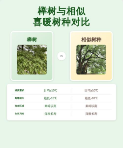 榉树喜暖和什么树一样