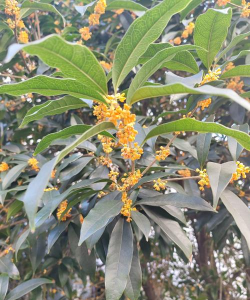 小众送妈妈的花有哪些花