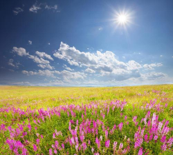 小众送妈妈的花有哪些花