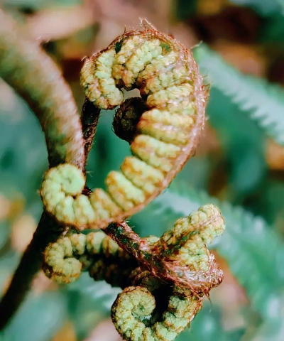 世界上现存最古老的植物