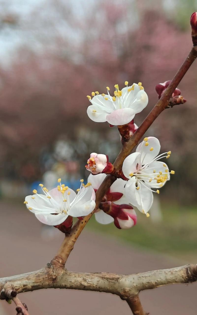 小众送妈妈的花有哪些花