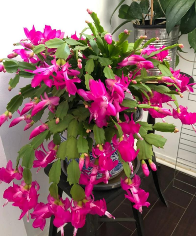 小众送妈妈的花有哪些花