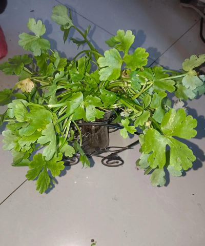 小众送妈妈的花有哪些花