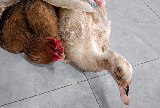 小众送妈妈的花有哪些花