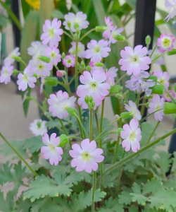 小众送妈妈的花有哪些花