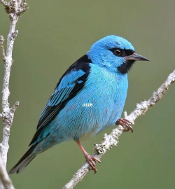 小众送妈妈的花有哪些花