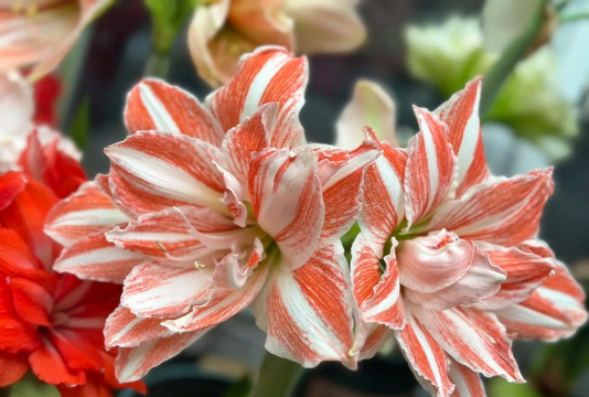 小众送妈妈的花有哪些花