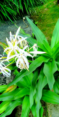 小众送妈妈的花有哪些花