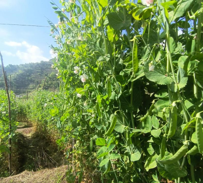 小众送妈妈的花有哪些花