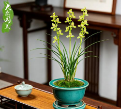 小众送妈妈的花有哪些花