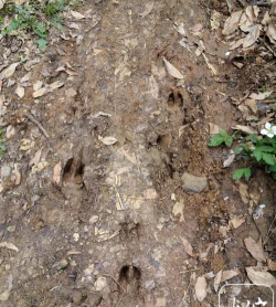 小众送妈妈的花有哪些花