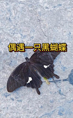 很大的黑蝴蝶是什么品种