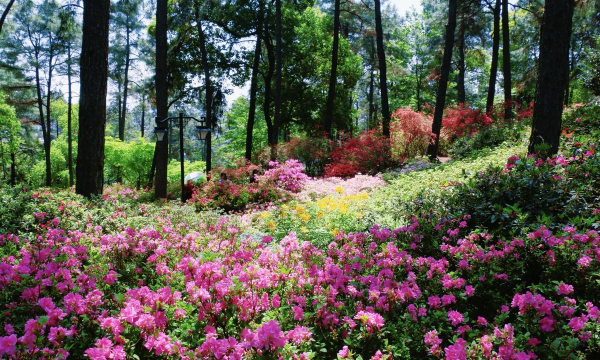 小众送妈妈的花有哪些花