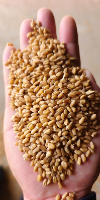 小众送妈妈的花有哪些花