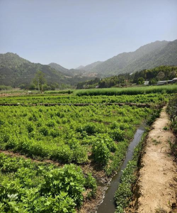 小众送妈妈的花有哪些花