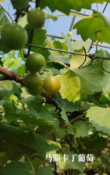 小众送妈妈的花有哪些花