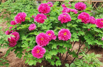 小众送妈妈的花有哪些花