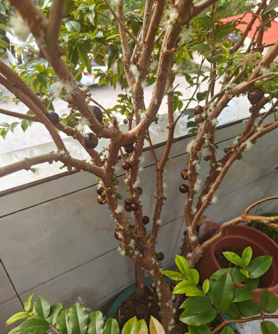 小众送妈妈的花有哪些花