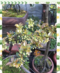 小众送妈妈的花有哪些花