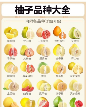 柚子有哪些品种图文并茂