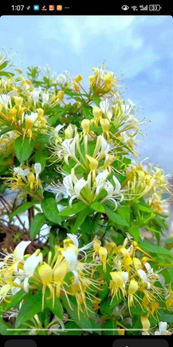 小众送妈妈的花有哪些花