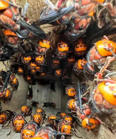 小众送妈妈的花有哪些花