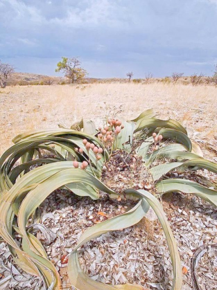 小众送妈妈的花有哪些花