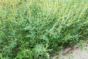 普通豚草是什么东西