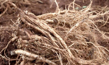 党参的采收期为