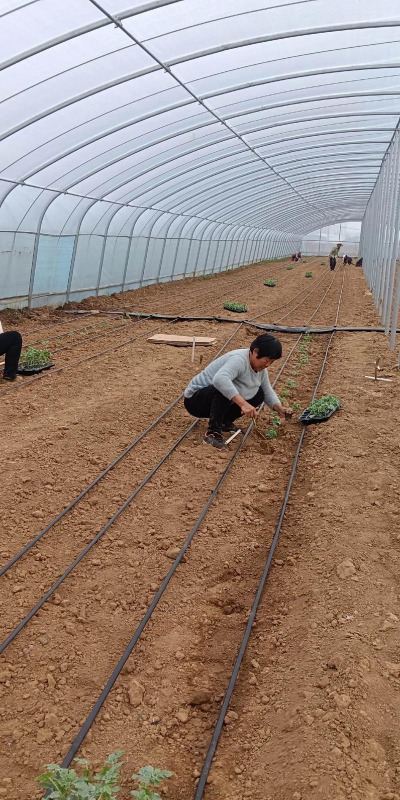 小众送妈妈的花有哪些花