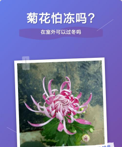 小众送妈妈的花有哪些花
