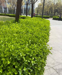 校园植物有哪些