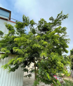 小众送妈妈的花有哪些花