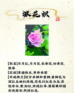 小众送妈妈的花有哪些花