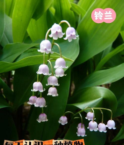 小众送妈妈的花有哪些花