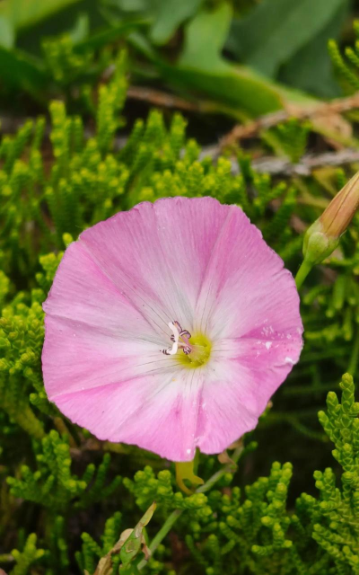 小众送妈妈的花有哪些花
