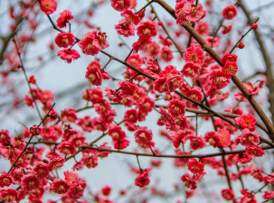 小众送妈妈的花有哪些花