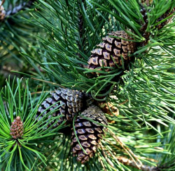 小众送妈妈的花有哪些花