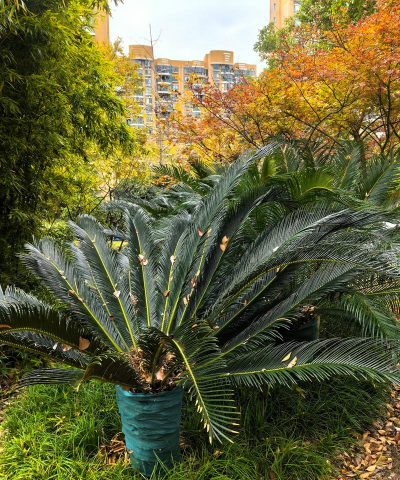 小众送妈妈的花有哪些花