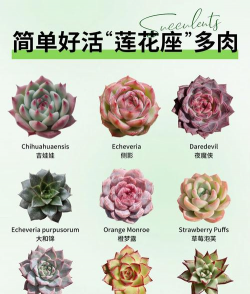 小众送妈妈的花有哪些花