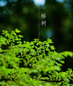 榉树的特征和什么树的特征一样