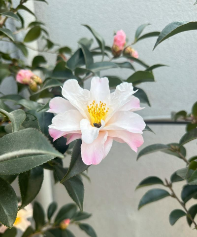 茶梅一年能开几次花