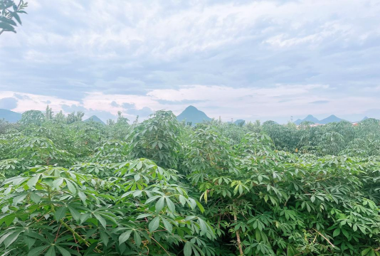 小众送妈妈的花有哪些花
